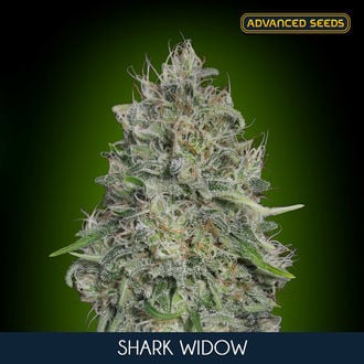 Shark Widow (Advanced Seeds) féminisée