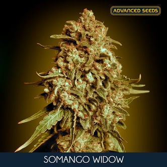 Somango Widow (Advanced Seeds) feminisée