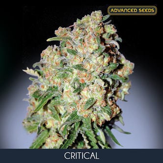 Critical (Advanced Seeds) feminisée