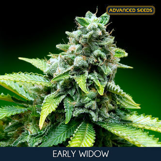 Early Widow (Advanced Seeds) feminisée