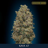 Kaya 47 (Advanced Seeds) féminisée