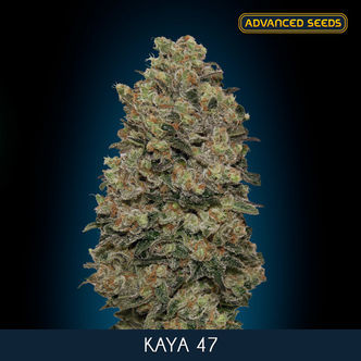 Kaya 47 (Advanced Seeds) féminisée