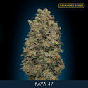 Kaya 47 (Advanced Seeds) féminisée