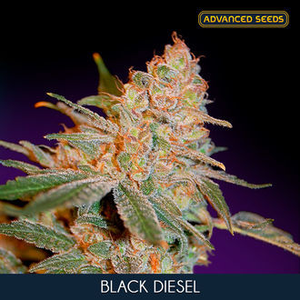 Black Diesel (Advanced Seeds) feminisée