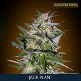 Jack Plant (Advanced Seeds) feminisée