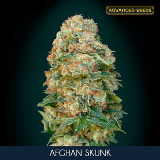 Afghan Skunk (Advanced Seeds) féminisée
