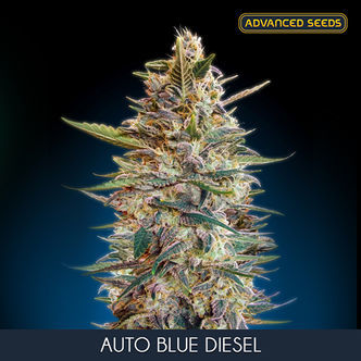 Auto Blue Diesel (Advanced Seeds) féminisée