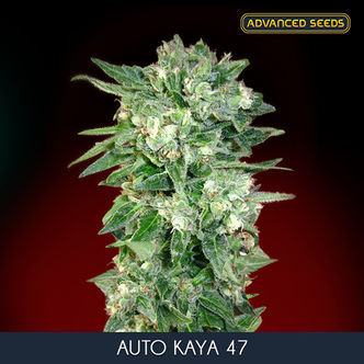 Auto Kaya 47 (Advanced Seeds) feminisée