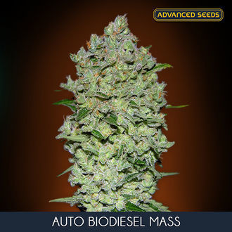 Auto Bio Diesel Mass (Advanced Seeds) feminisée