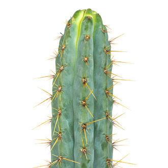 Echinopsis Cuzcoensis