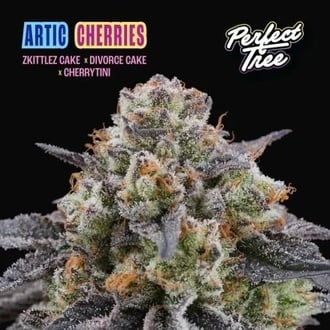 Arctic Cherries (Perfect Tree) féminisée