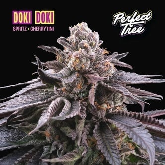 Doki Doki (Perfect Tree) féminisée