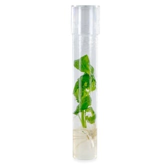 Bouture Salvia Divinorum