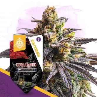 Godfather OG (Zamnesia Seeds) féminisée