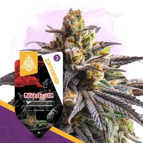 Godfather OG (Zamnesia Seeds) féminisée