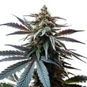 Cap Junky (Blimburn Seeds) féminisée