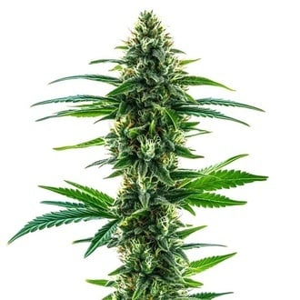 Khalifa Kush (Blimburn Seeds) féminisée