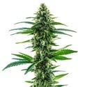 Khalifa Kush (Blimburn Seeds) féminisée