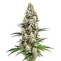 Stardawg (Blimburn Seeds) féminisée