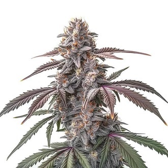 Pinkman Goo (Blimburn Seeds) féminisée