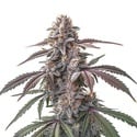 Pinkman Goo (Blimburn Seeds) féminisée