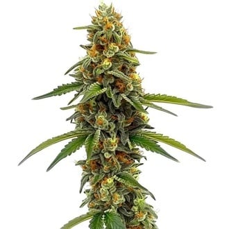 CBD ACDC (Blimburn Seeds) féminisée