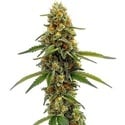 CBD ACDC (Blimburn Seeds) féminisée