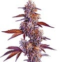 Trop Cherry (Blimburn Seeds) féminisée