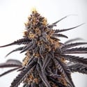 Donny Burger (Blimburn Seeds) féminisée
