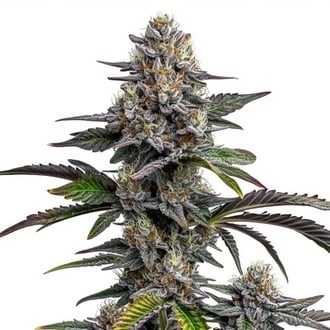 Glitter Bomb (Blimburn Seeds) féminisée