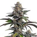 Glitter Bomb (Blimburn Seeds) féminisée