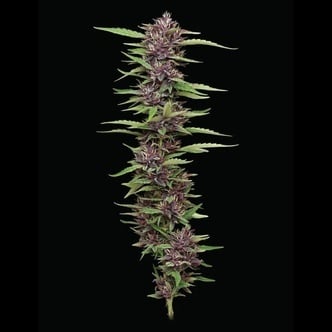 PPD (Humboldt Seed Company) féminisée