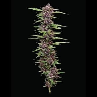 PPD (Humboldt Seed Company) féminisée