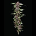 PPD (Humboldt Seed Company) féminisée