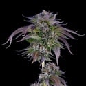 L.A. Confidential (DNA Genetics) féminisée