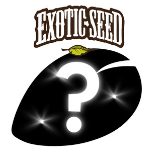 1 graines mystères à autofloraison (Exotic Seed)