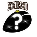 1 graines mystères à autofloraison (Exotic Seed)