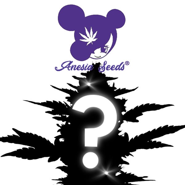 1 graines mystères à féminisées (Anesia Seeds)