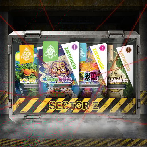 Bundle Sector Z (Zamnesia Seeds) féminisée