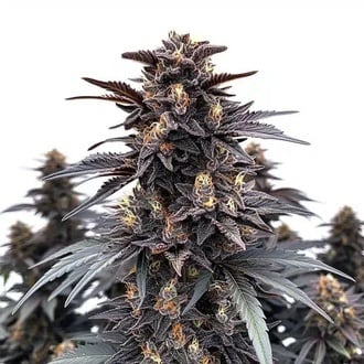 Indigo Sapphire (Blimburn Seeds) féminisée