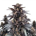 Indigo Sapphire (Blimburn Seeds) féminisée