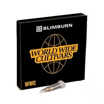 Permanent Marker x Banana Cream (Blimburn Seeds) féminisée