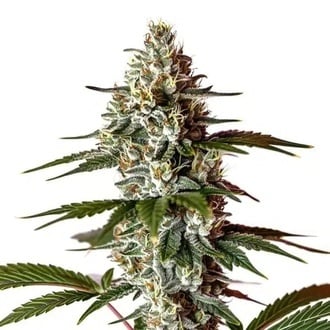 Permanent Marker x Banana Cream (Blimburn Seeds) féminisée