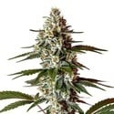Permanent Marker x Banana Cream (Blimburn Seeds) féminisée