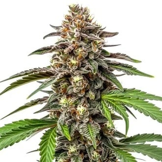 Whitethorn Rose x Ooze Extraction (Blimburn Seeds) féminisée