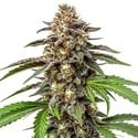 Whitethorn Rose x Ooze Extraction (Blimburn Seeds) féminisée