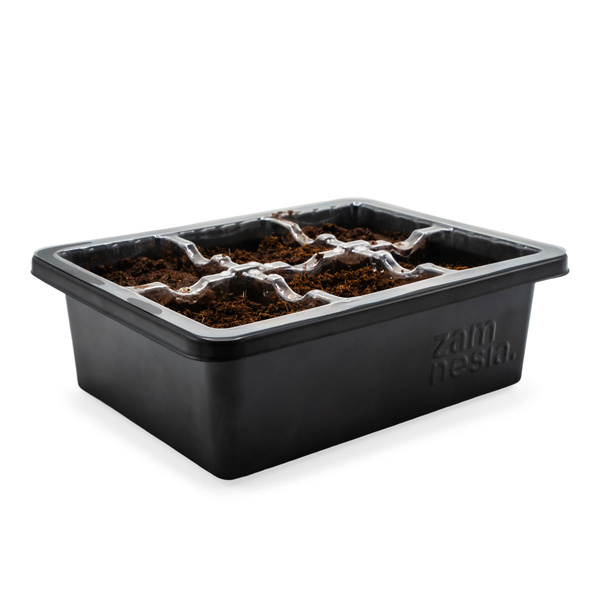 Kit de propagation de graines (Zamnesia)