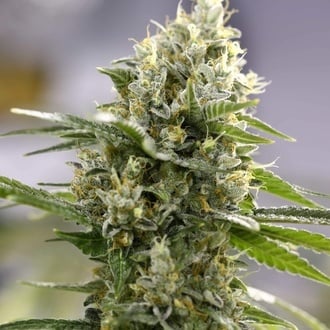Lemon Haze Auto (Expert Seeds) féminisée Lemon Haze Auto (Expert Seeds) féminisée