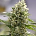 Lemon Haze Auto (Expert Seeds) féminisée