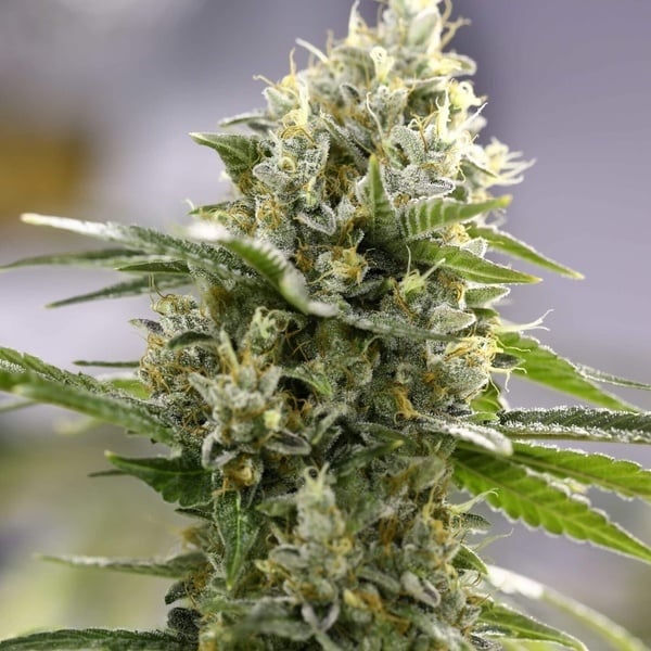 Lemon Haze Auto (Expert Seeds) féminisée
